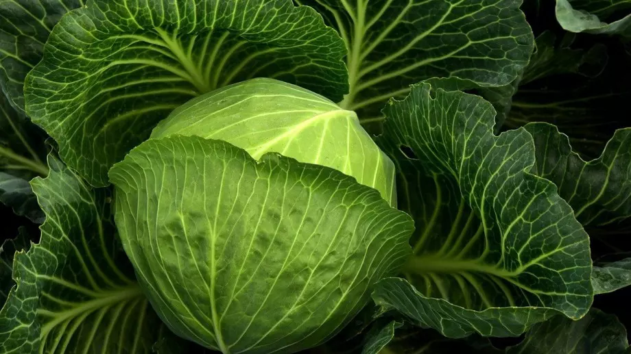 0544409001637907862_1978211_920x517