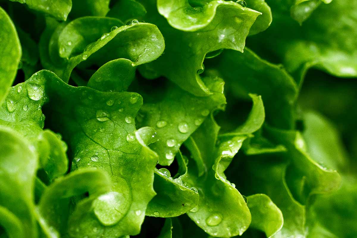How-to-Grow-Leaf-Lettuce-Feature